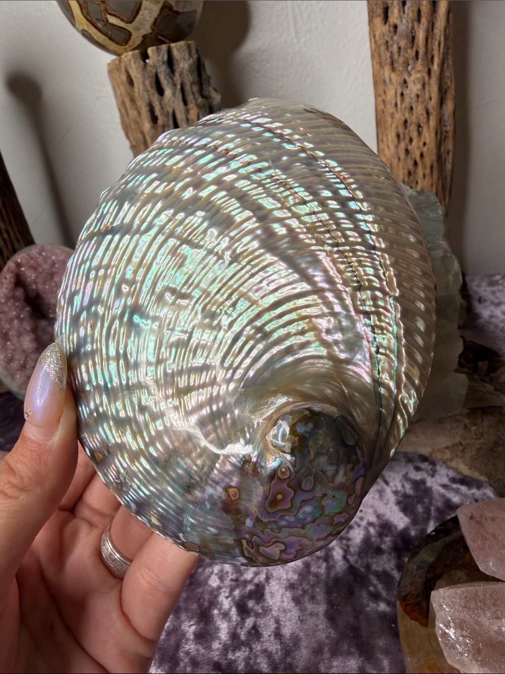 Iridescent Abalone Shell Decorative Accent - Natural Pearl Finish